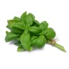 Basil (bunch)