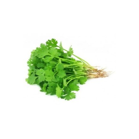 Coriander (bunch)