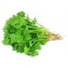 Coriander (bunch)